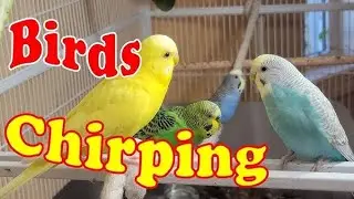 Different Bird Chirping Sounds | Budgies.Cocktail.Fisher Chirping Sounds | MR PET 11 💥