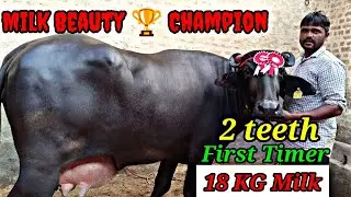✌️2 Teeth🥇Timer Champion 🏆Murrah Buffalo With all India Milk Beauty Champion Super Excellent Quality