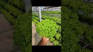 lettuce crop 🥬🥬