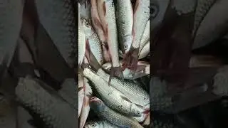Watch the video of the awesome desi Magur Bhuto Bhai #fish #2018 #lifeisbutadream #fishing #30october