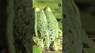 🧊 Some Frogs FREEZE Solid and Still Live?! (Unreal Animal Fact) #frog #freeze #frogs #animalfacts