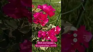 Бугенвиллия Blue moon 🌙🌺