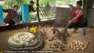 72 Hours on high alert: Komodo dragon and giant python near the chicken coop— tense encounter.