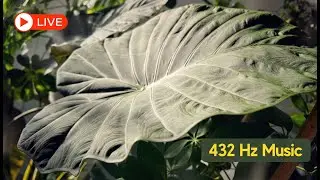 🔴 LIVE 🌱 432 Hz Music for Plants & Plant Lovers | Relax, Grow & Heal