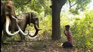 elephant. #elephant #elephantman #jungelman