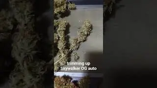 Skywalker OG auto. a little skunky. very smooth smoke. #SkywalkerOG #autoflower #cannabis