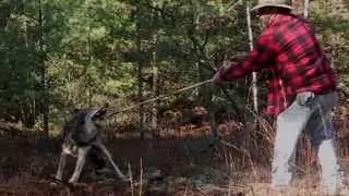 Wolf Release 3