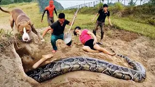 Brave Pitbull Teams Up with Hunters and Spider-Man to Fight a Ferocious Python and Save a Girl