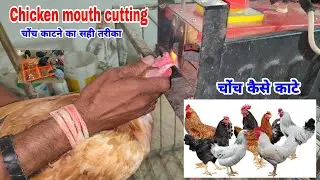 Chicken mouth cutting process | मुर्गी की चोंच कैसे सही करे