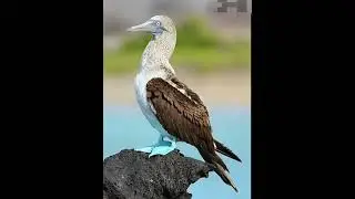 Blue-footed booby(Birds lover)