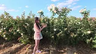 A Peek at Bare Root Rose Season