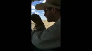 Bulling Around in the Gulf  - Clean Skin Muster **Language Warning**