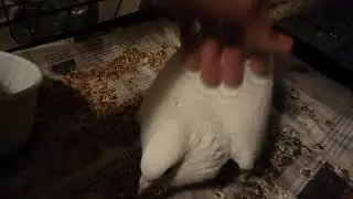 female homing pigeon cooing for attention