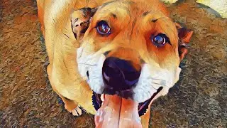 Пусть каждый день станет Днем благодарения!