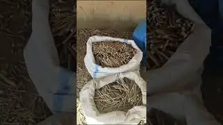 Preparing the Peelu Miswak