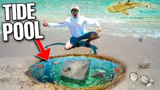 Аквариумный скат, пойманный в бассейне BEACH TIDE! (маленькая акула, барракуда, микрорыбка)