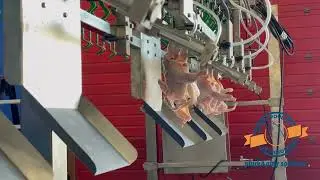 Chicken weighing system