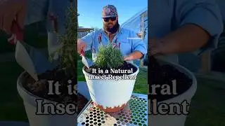 Do You Grow Lavender?