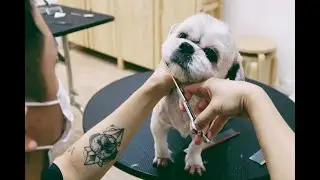 Trimming Unruly Hair around Dog's Eyes