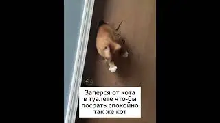 Настырный кот #мем #жиза #котики #юмор