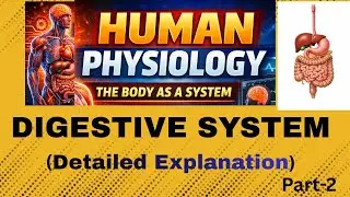 SCIENCE#human body  PHYSIOLOGY#cdp ,DIGESTIVE SYSTEM,PART-2#education