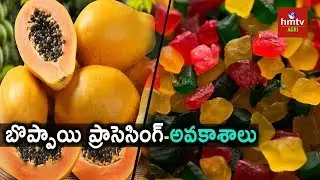 Papaya Processing Guide By Mynampati Sreenivasa Rao  | hmtv agri