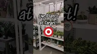 plants at Target! 🌿 #target #plantshopping #jaclynnsjungle