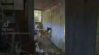 1 month of building #tinyhomes #tinyliving #home #progress #short