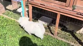 Noah (Maltese) 💙 meeting Hudson and Ivy (Netherland dwarf rabbits)