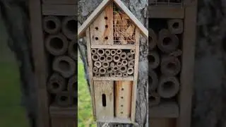 Mason bee/Albina zidar #bee #masonbee #nature #garden