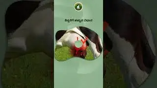 ಕೆಚ್ಚಲು ಬಾವು (Mastitis) ಗುಣಪಡಿಸಲು ಸರಳ ಮತ್ತು ಪರಿಣಾಮಕಾರಿ ಮನೆಮದ್ದು! | Udder Swelling Treatment