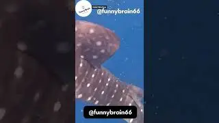 Ultimate Wild Animals Collection: Nature&rsquo;s Fiercest and Finest | Funny Brain