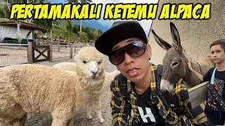 PERTAMA KALI KASI MAKAN ALPACA  SERU BANGET!!