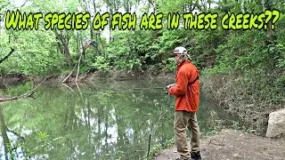 I Knew I Would Catch This Fish Eventually! Micro Fishing A Backwoods Creek