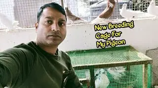 New Breeding Cage For My Pigeon||My Pigeon Breeding Cage||Pigeon||Kabutar