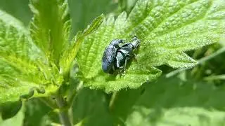 Nettle Weevil, Phyllobius pomaceus, copula, 't Weegje, ZH, the Netherlands, 2 June 2024