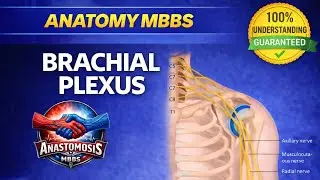 Brachial plexus made easy , Upper limb anatomy 