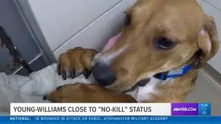 Young-Williams close to achieving 'no-kill' status.