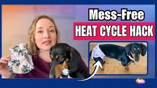 Simple Dog Diaper HACK for HEAT CYCLE: Longer Clean & Faster Prep!