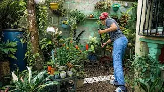 Rutina de Jardinería 🌴 Transformando mi jardín con plantas tropicales | Organización y limpieza