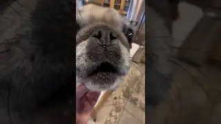 Томатный щедрый подарок от Сэди #мопс #помидор #собака