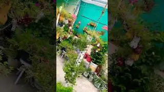 The beautiful of rural life #villagelife #morning status #beautiful #nature #ytshorts