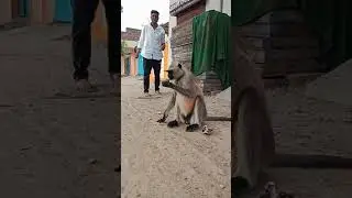 Monkey with Man