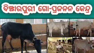 Binjharpuri Cow breeding Farm in Odisha 