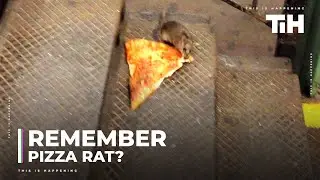 Remember Pizza Rat?