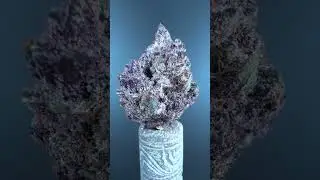 🔥FLORACI&Oacute;N CON ERRORES - D&Iacute;A 42 💡TE LANZO UNA PREGUNTA #shorts #cannabismedicinal