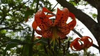 Mt Pisgah Trail - Campground and Frying Pan Tower - Turkish Lilly