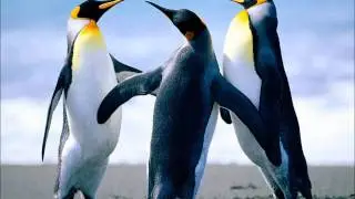 beast racks.wmv