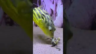 Zebra dog head, Amazing Fish, #Zebra #Fish #shorts 28