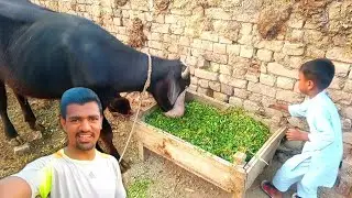 buffalo ki khurli gard di | adil charwaha